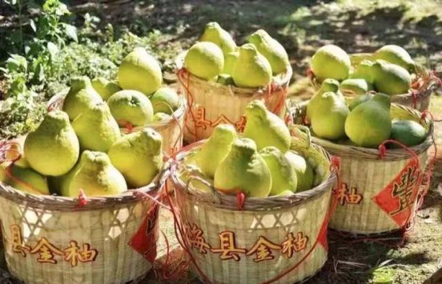 守護(hù)梅州柚金字招牌！30 家企業(yè)“亮劍”，承諾“不早摘、控品質(zhì)、強(qiáng)品牌”！